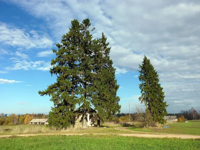 Plants: image 1 0f 4 thumb
