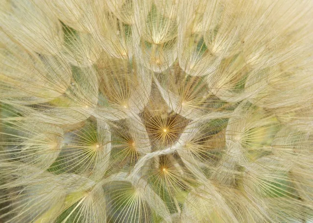 Plants: image 4 0f 4 thumb