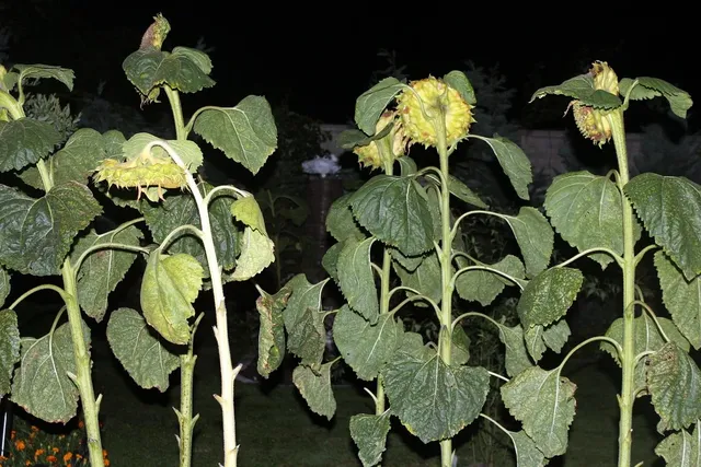 Plants: image 4 0f 4 thumb
