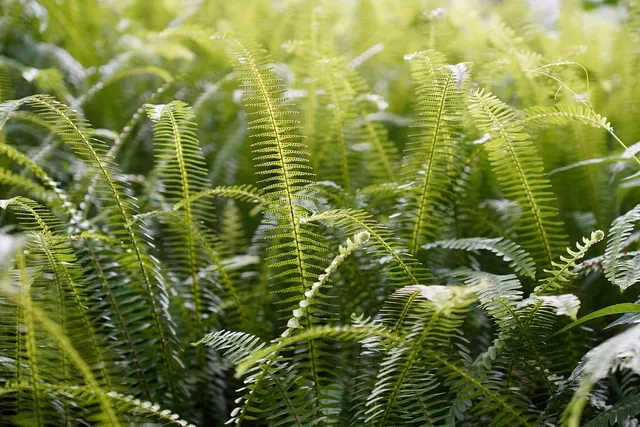 Plants: image 1 0f 4 thumb