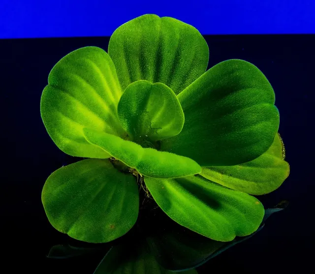 Plants: image 4 0f 4 thumb