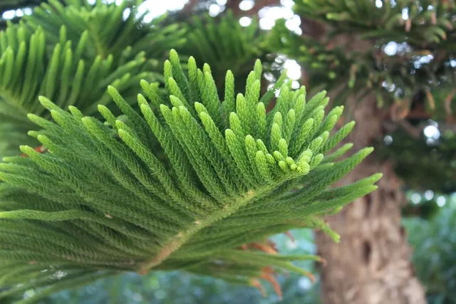 Plants: image 4 0f 4 thumb