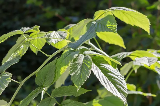 Plants: image 1 0f 4 thumb